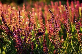 开云在线入口-美洲杯主场优势与夺冠关系研究，美洲杯总结