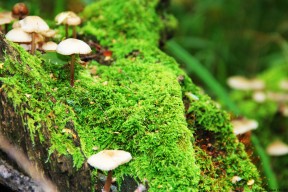 开云体育在线入口-女子足球国家队体能训练计划公布，女子足球训练营