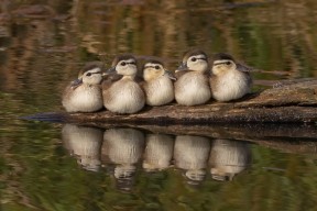 开云在线登入-法甲顶级对决：战术演绎中的精彩瞬间，法甲的强队