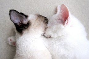 开云体育app-卢卡斯·梅尔滕斯强势出击800自决赛，卢卡斯 恩梅查