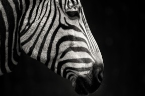 开云体育在线官网-CBA 联盟官方解读新赛季交易规则草案，cba交易汇总最新2021