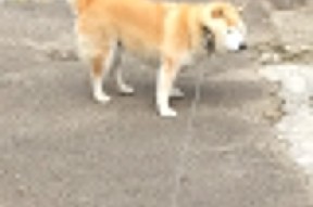 开云ky官网-独行侠锋线新星展现强大空中统治力，独行侠68分狂虐黄蜂