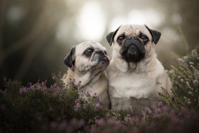 kaiyun开云体育-外教文化差异引发战术理解障碍，外教格局