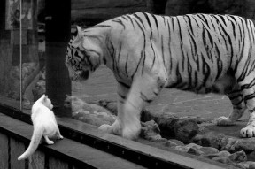 开云体育网站-联盟中得分与节奏正相关的案例分析