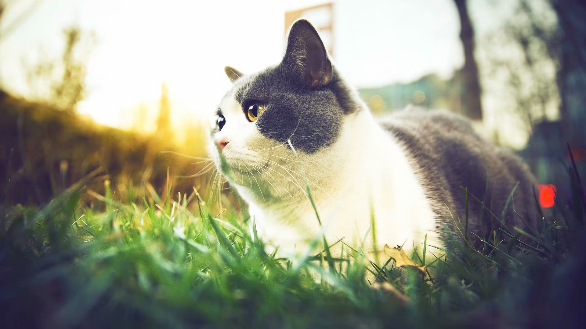 亚冠联赛中国足球惨败 球迷期待教练调整策略,亚冠 中国队