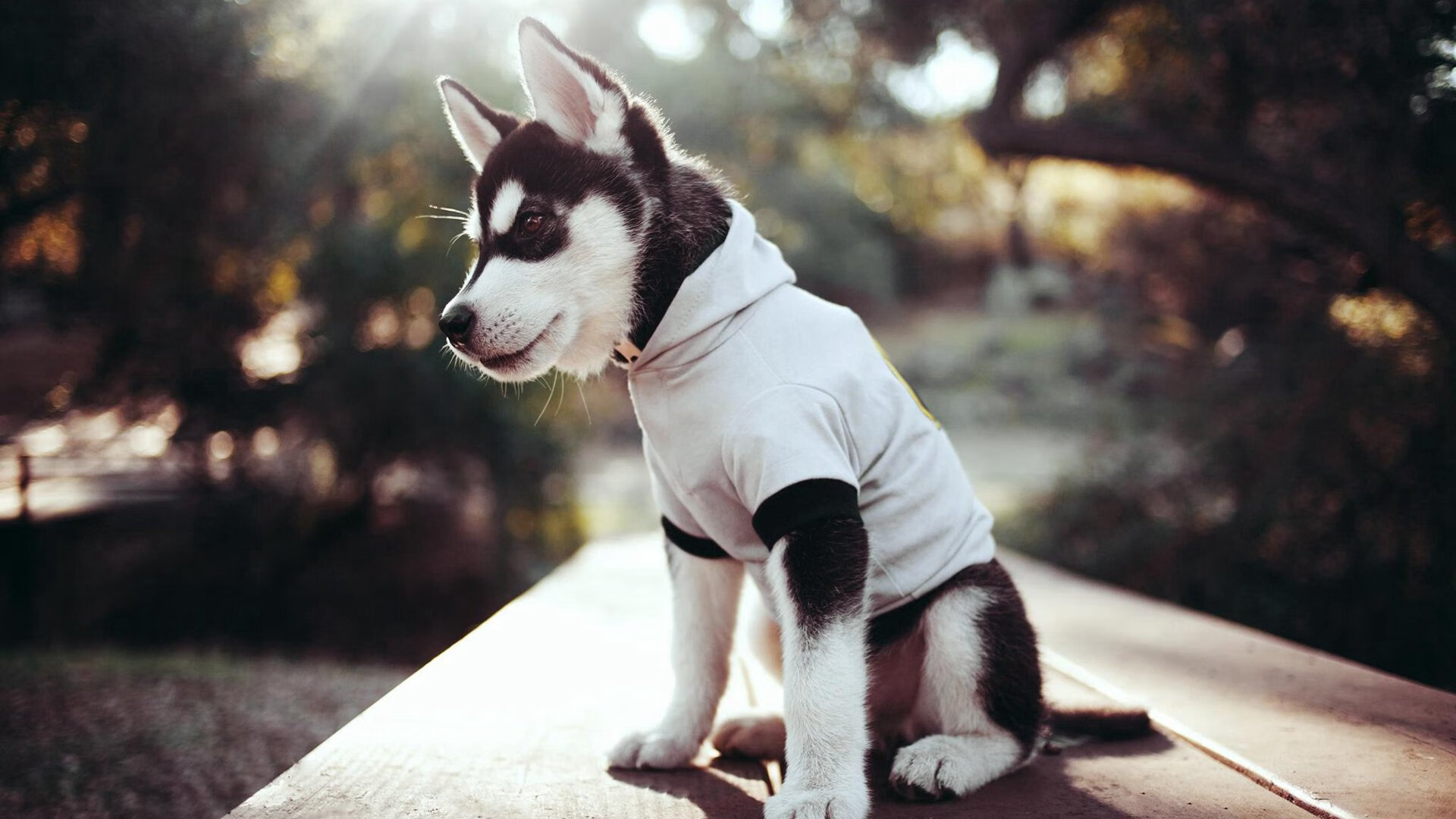 巴黎前场逼抢断球直接破门,巴黎遭遇联赛首败