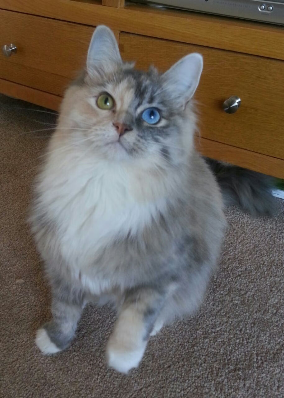 男子蝶泳滑行段平均比重约22%,中国男子蝶泳选手