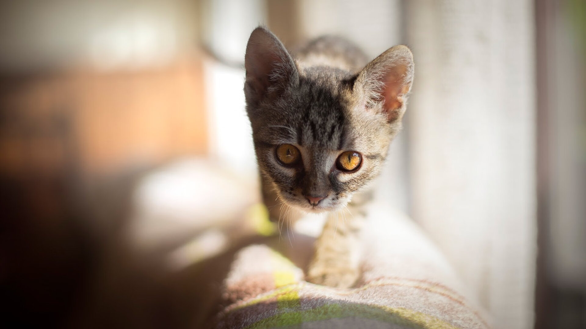 “诺克·达维德·彼得森:南非羚羊队的新星崛起”