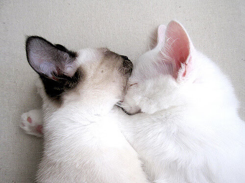 卢卡斯·梅尔滕斯强势出击800自决赛,卢卡斯 恩梅查