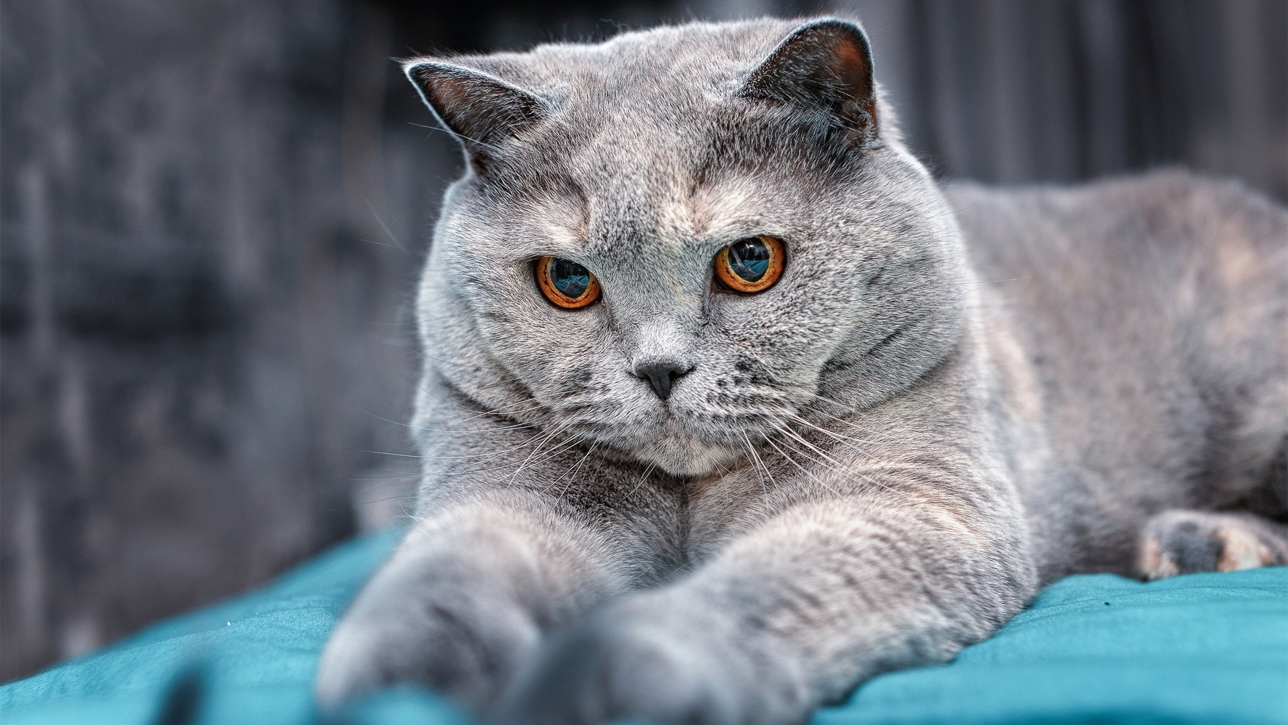 塞尔维亚女篮在欧洲比赛中强势崛起,迈向奥运