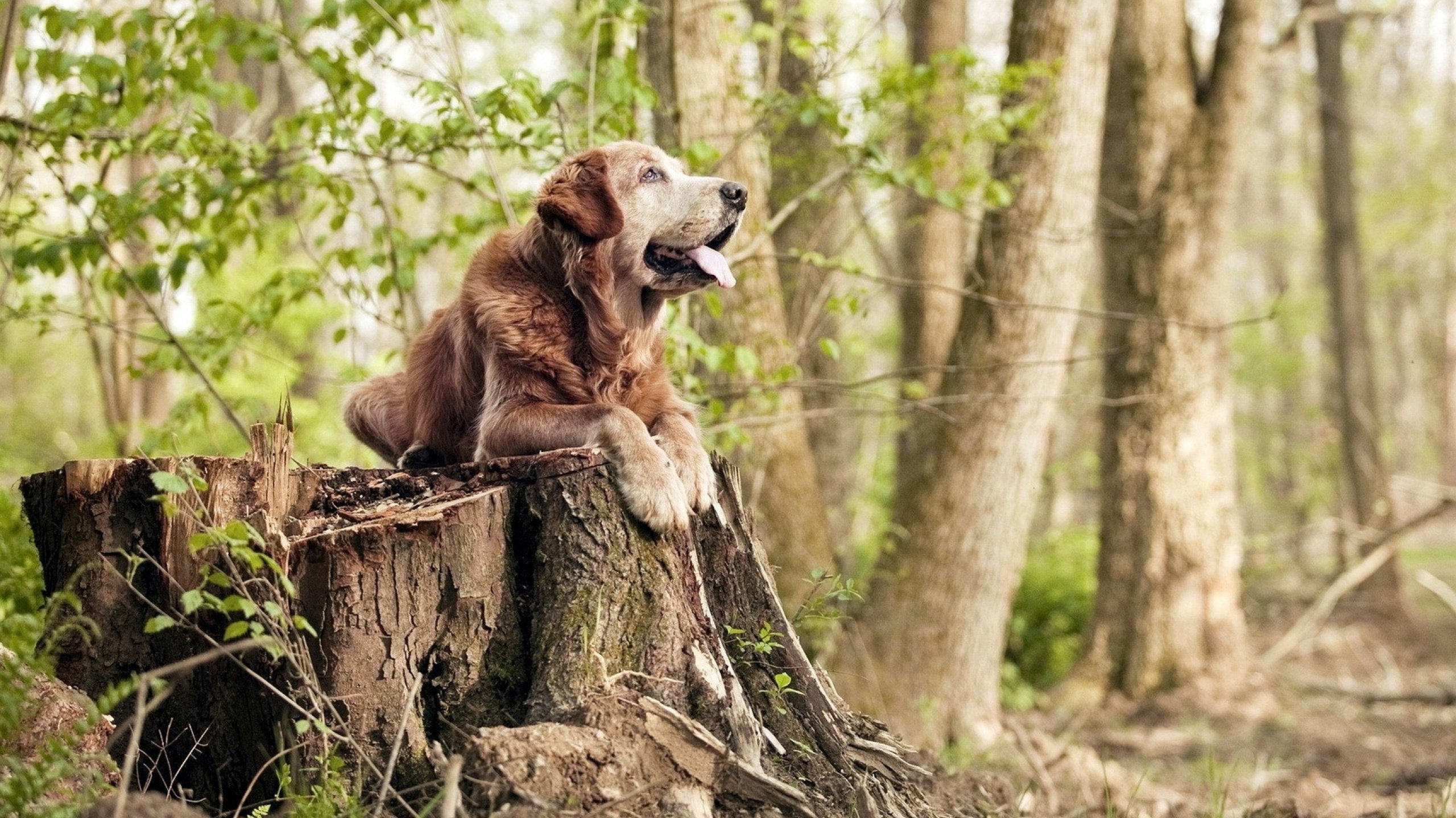斯洛文尼亚女篮在欧洲锦标赛中表现优异,期待冲击金牌,斯洛文尼亚男篮欧冠