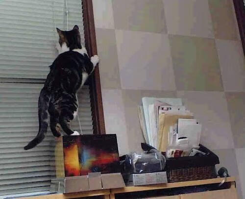 法甲明星秀:首次亮相即引爆全场,法甲名单