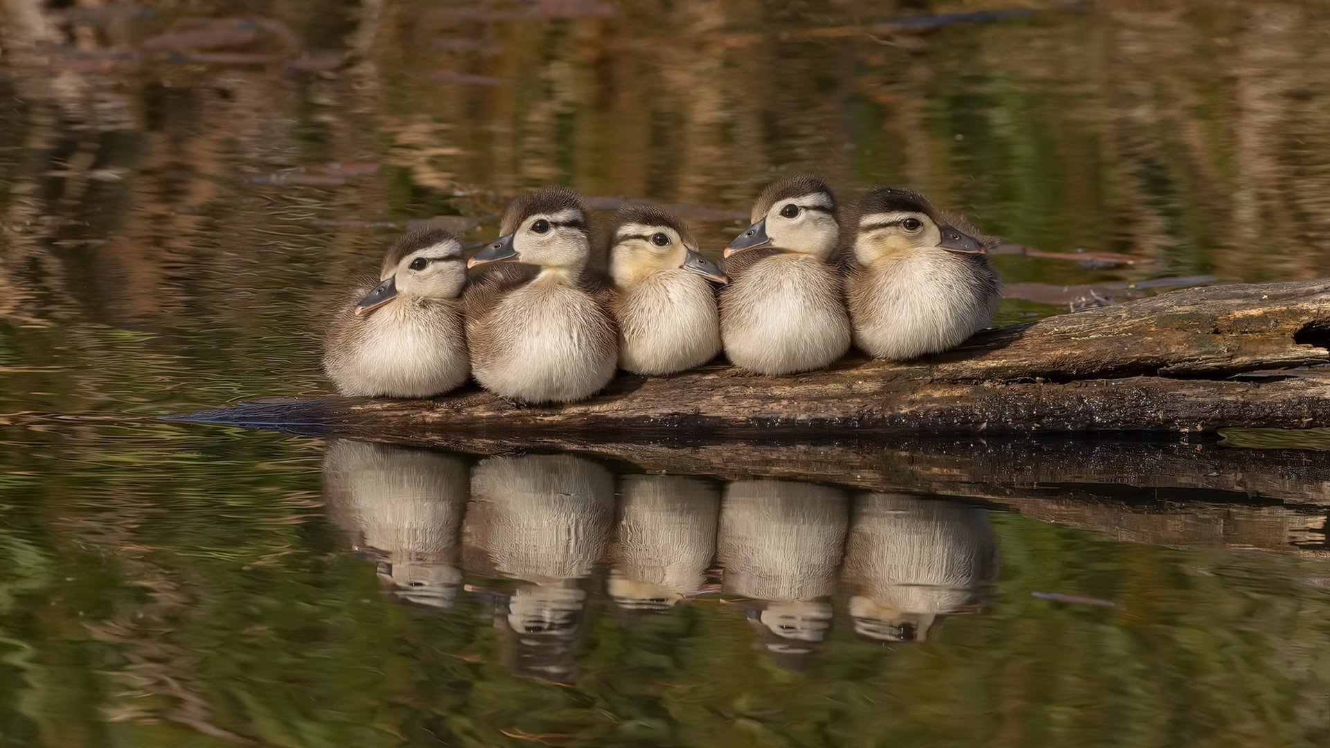 法甲顶级对决:战术演绎中的精彩瞬间,法甲的强队