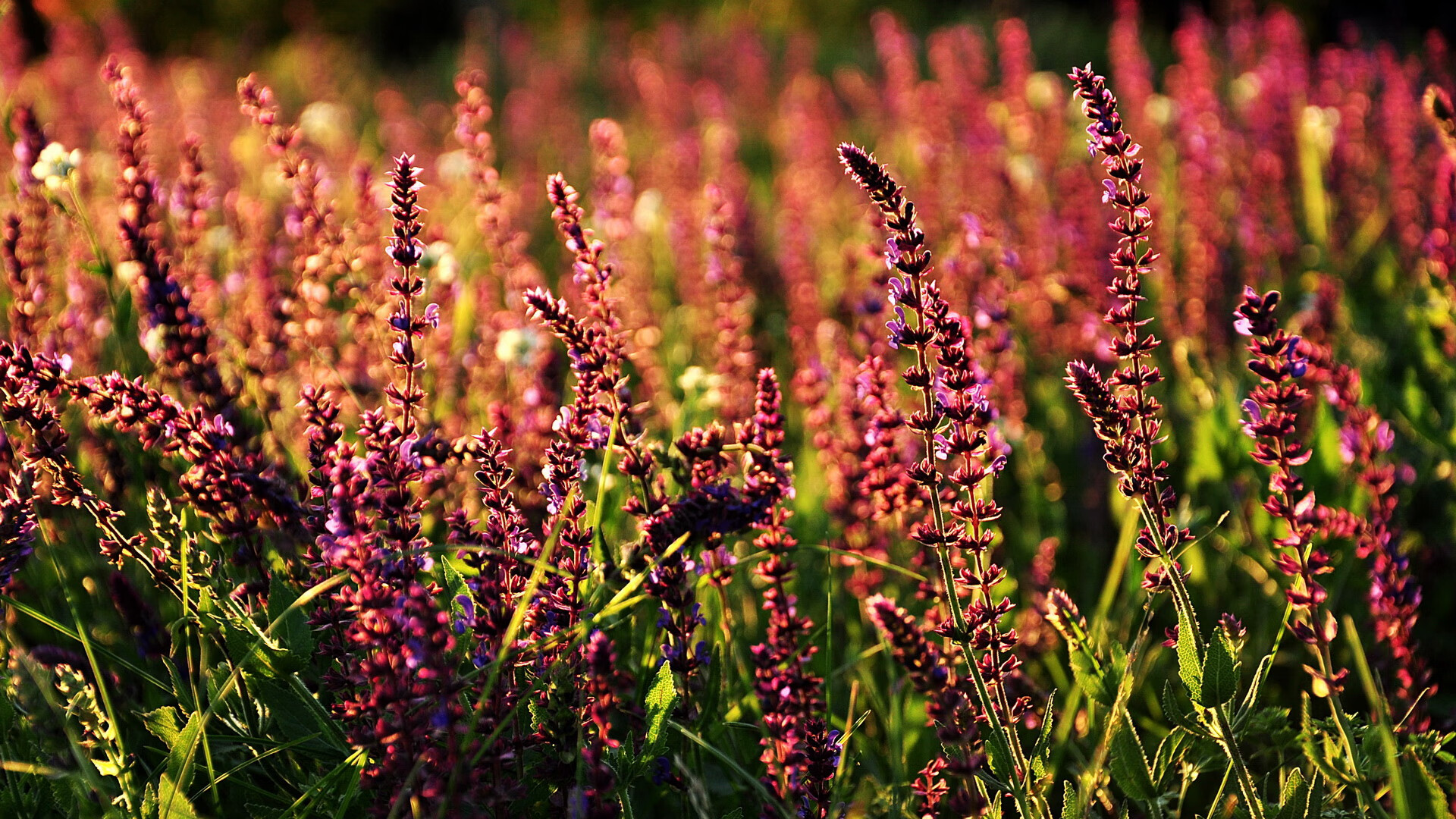 美洲杯主场优势与夺冠关系研究,美洲杯总结