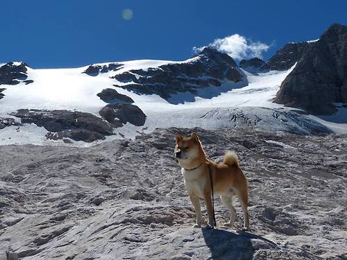 职业联赛鼓励数据分析师参与比赛策略制定过程,数据分析挑战赛