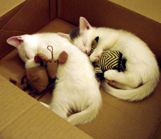 CBA是否建立球员训练内容公开教育平台，cba球员训练日程